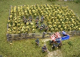Cornfield
